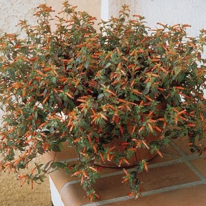 cuphea 500 na500.jpg